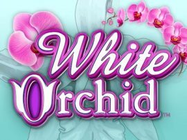 White Orchid slot